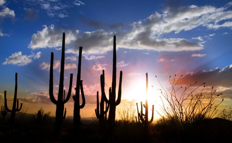 Most Commonly Abused Drugs In Arizona