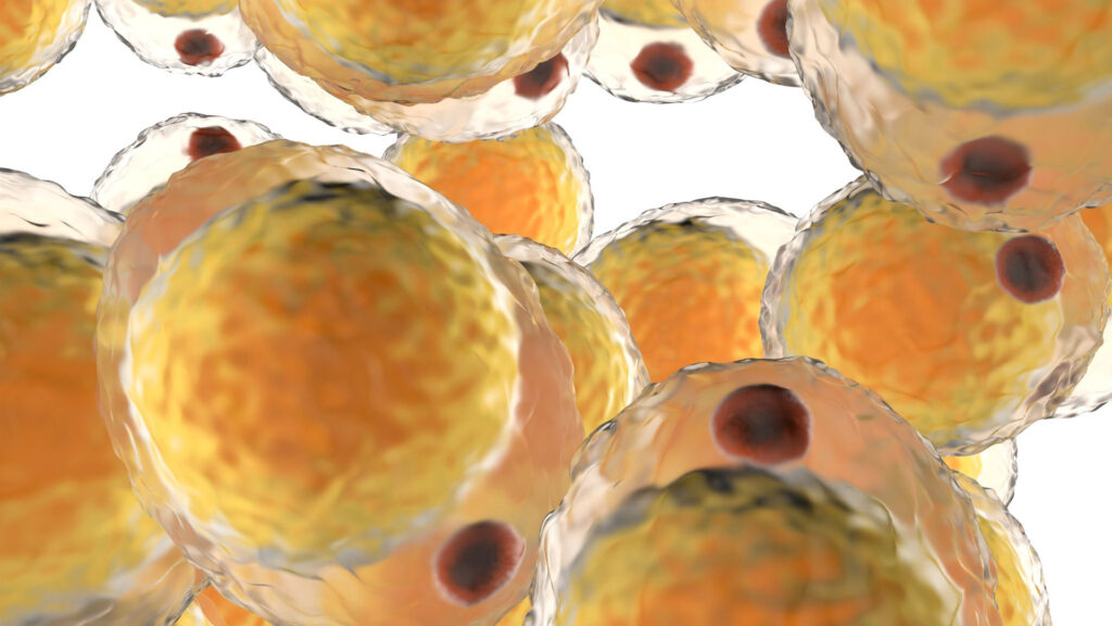 alcohol-and-fat-metabolism